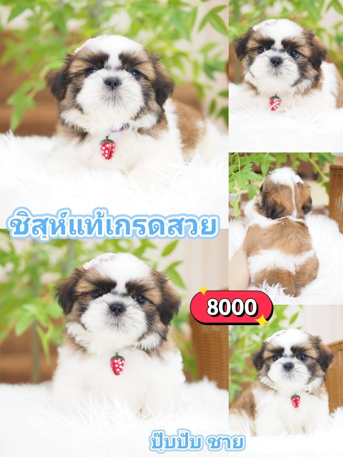 ชิสุห์แท้