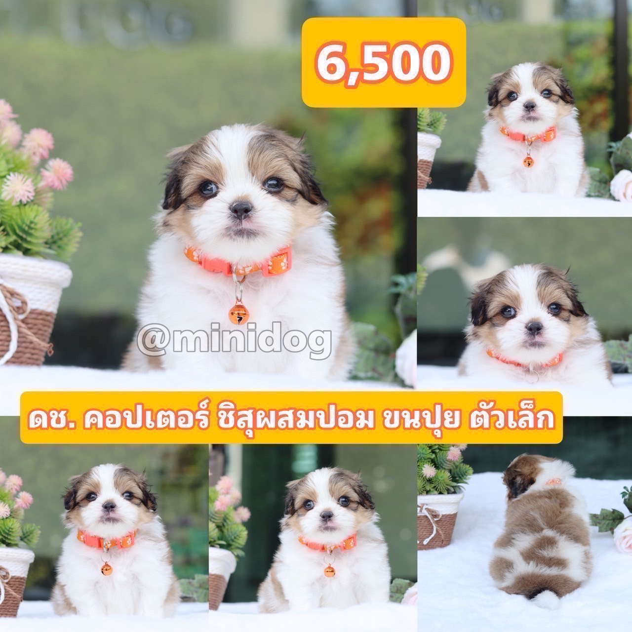 ชิสุผสมปอม