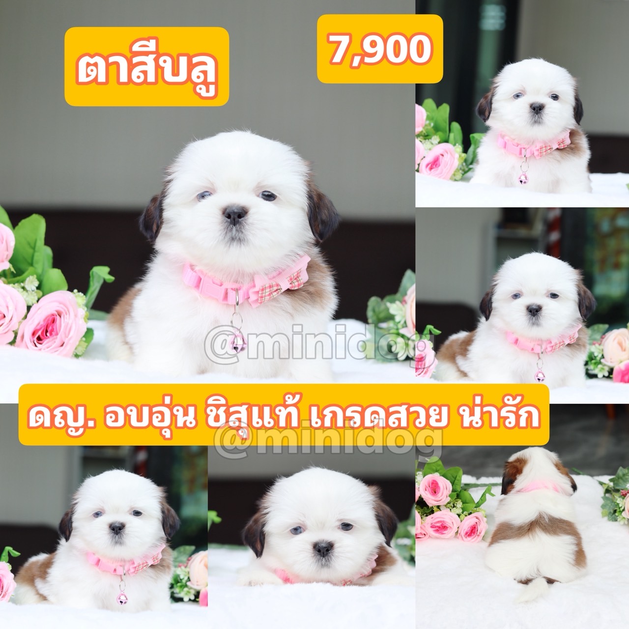 ชิสุแท้เกรดสวย