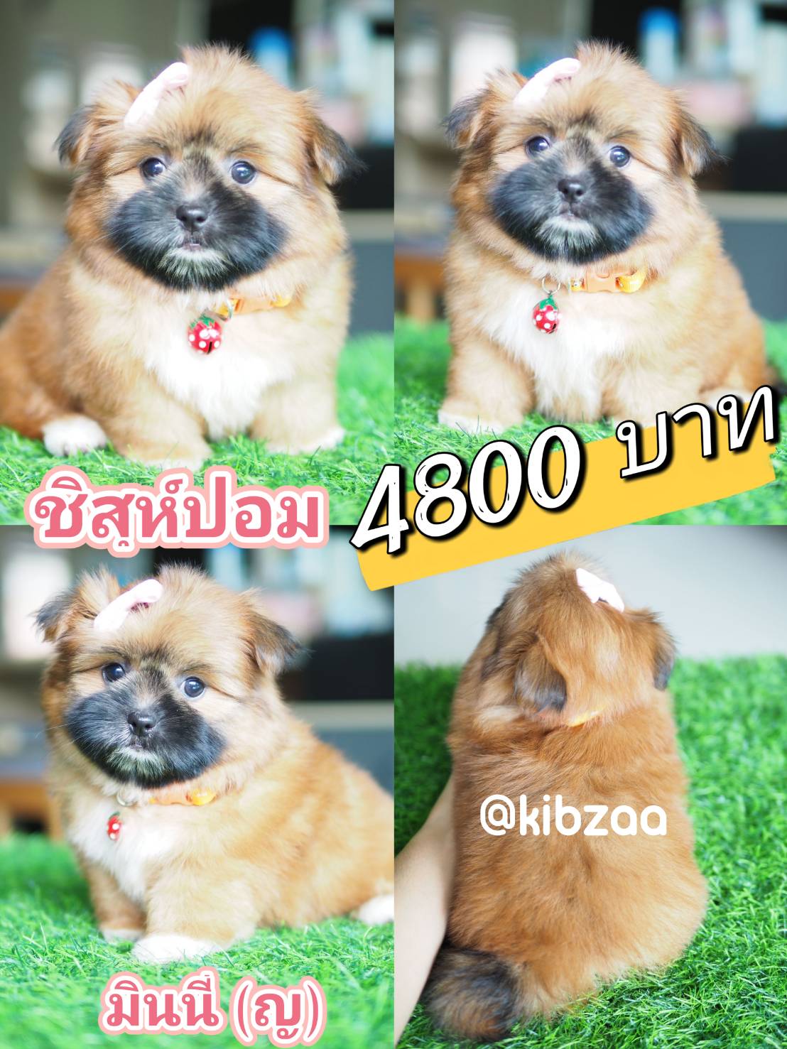 ชิสุปอม