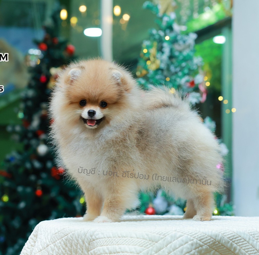 ปอมแท้ ปอมหน้าหมี HRF-10067 เพศหญิง สีส้ม ตัวจิ๋วตัวเล็ก แก้มอ้วน น่าฟัดมาก ๆ ตอ...