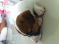 แจ๊ครัสเซลฉลาดน่ารัก