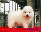 เจแปนนิส สปิตซ์ (Japanese Spitz) เกรดคุณภาพเปิดจำหน่ายพร้อมจัดส่งฟรีครับ