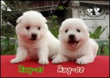 เจแปนนิส สปิตซ์ (Japanese Spitz) เกรดคุณภาพเปิดจำหน่ายพร้อมจัดส่งฟรีครับ