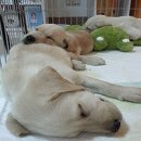 ขายลูกสุนัข Labrador สีฟางข้าว เพศผู้ 2 เดือน จำนวน 2 ตัว ราคา 6900 ครับ 
