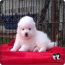 เปิดจำหน่ายแล้วเจแปนนิส สปิตซ์(Japanese Spitz) เกรดคุณภาพพร้อมจัดส่งฟรีครับ