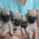 ขายลูกปั๊กชุดใหม่ อ้วนสั้น สายแชมป์