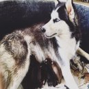 ลูกไซบีเรียนฮัสกี้ ครับ น้องๆน่ารักมากๆ เข้ามาดูได้นะครับ