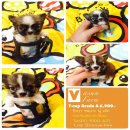 T-cup ชิวาวา ขนยาว เกรด A ราคาเพียง 6,900 บาท<<<<<