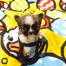 T-cup เกรดA ชิวาวา ทีคัพแท้ ขนยาว ผู้ ราคาเพียง 6,900 บาท<<<<<