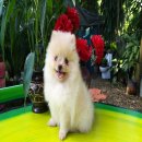 ปอมเมเรเนียนแท้  สีขาวครีม ตัวเล็ก ขนแน่นขาสั้น เพศเมีย