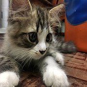 Scottish fold ขนยาว หาบ้านใหม่คะ