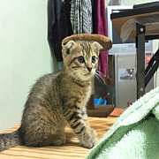 เด็กชายหูพับ หาบ้านใหม่คะ