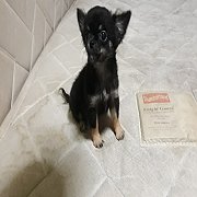 น้องได้บ้านใหม่แล้วครับชิวาวา สาวน้อยตัวเล็กเหมาะกับคนที่ชอบสุนัขสวยๆหรือประกวดม...