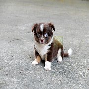 น้องโกโก้🐕ชิวาวาขนยาวเพศผู้สีขาวช๊อค💥พร้อมย้ายบ้านมีบริกาจัดส่ง
