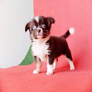 🐶น้อง KOKO ชิวาวาแท้ขนยาวสีขาวช็อค เพศผู้ ฟอร์มสวย ลดราคาจาก8900เหลือ690...