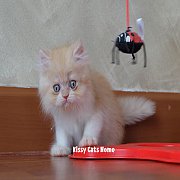  ลูกแมว เปอร์เซีย คามิโอ้วิทไวท์ เพศชาย