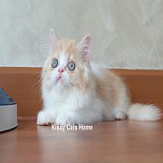 SOLD ลูกแมวเปอร์เซีย (ญ) สีขาวส้ม