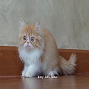 เปิดขาย พร้อมย้ายบ้าน ลูกแมว เปอร์เซีย ขาวส้ม เพศหญิง