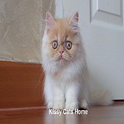 เปิดขาย พร้อมย้ายบ้าน ลูกแมวเปอร์เซีย สีครีม เพศหญิง อายุ 2 เดือน