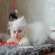 ลูกแมว Exotic lh ขนยาว สีขาว ตาสีฟ้า เพศหญิง