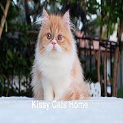 เปิดขาย พร้อมย้ายบ้าน ลูกแมวเปอร์เซีย สีขาวส้ม เพศหญิง อายุ 3 เดือน