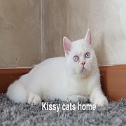 พร้อมย้ายบ้าน  Exotic Short Hair(ขนสั้น) เพศผู้ สีขาว ตาสีฟ้า