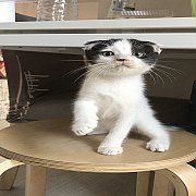 น้องแมวสก็อตติชโฟล