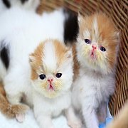 เปิดจองเปอเซียหน้าบี้แท้ ชาย4 หญิง1