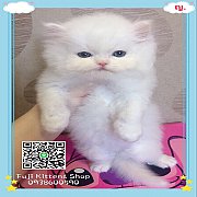***ขายแล้ว***ลูกแมวเปอร์เซียพันธุ์แท้สีขาวจั๊วะ