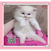 ***ได้บ้านแล้ว***ลูกแมวเปอร์เซียพันธุ์แท้สีขาว
