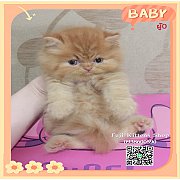 ***ได้บ้านแล้ว***ลูกแมวเปอร์เซียพันธุ์แท้ส้มการ์ฟิลด์ผู้