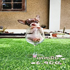 ชิวาวา ขนสั้น ทีคัพ เพศเมีย สีขาวช็อก