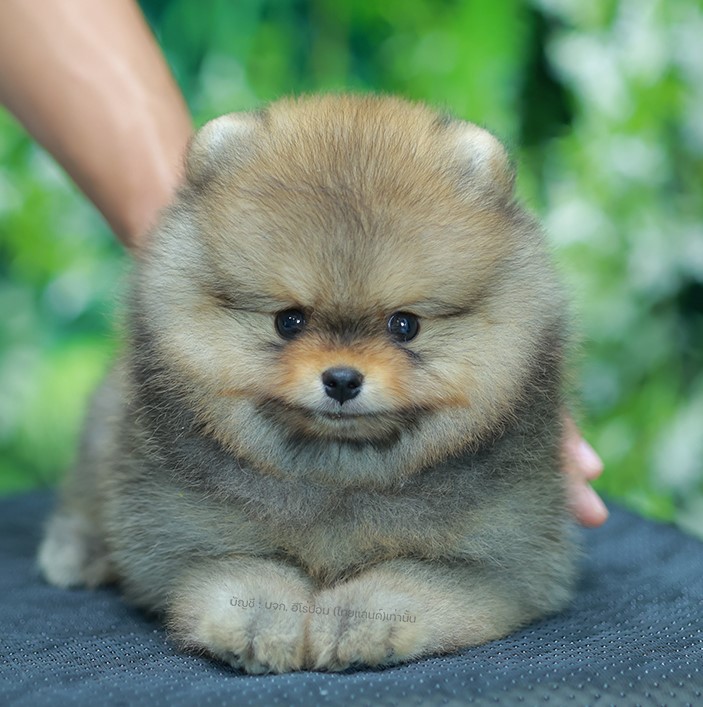 ปอมหน้าหมี ปอมแท้ ปอมเมอเรเนียน HRM-68343 เพศชาย สีส้ม อายุ 2 เดือน ตัวเล็ก ขาสั...