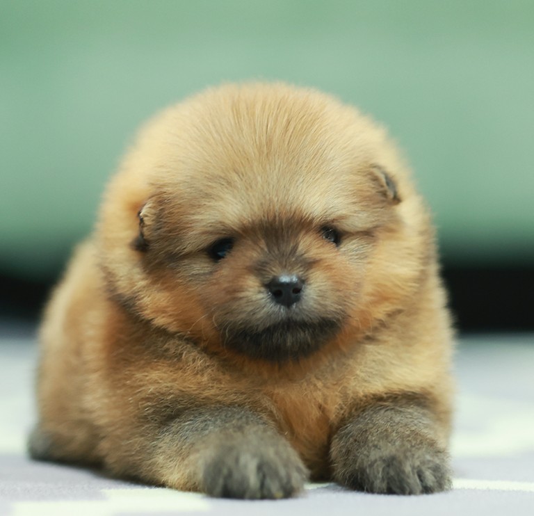 ปอมหน้าหมี ปอมแท้ ปอมเมอเรเนียน เปิดจอง เพศชาย สีส้ม อายุ 2 เดือน ตัวเล็ก ขาสั้น...