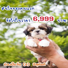 📢 ชิสุห์แท้ บ้านกิ๊ฟซ่า กรุงเทพ ส่งทั่วไทย ส่วนลดจุกๆ