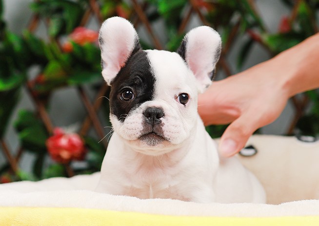 FHM-50953 เพศชาย สีขาวดำ อายุ 2 เดือน ใบหูเล็ก สายเลือดเยี่ยม หน้าสั้น โครงสร้าง...