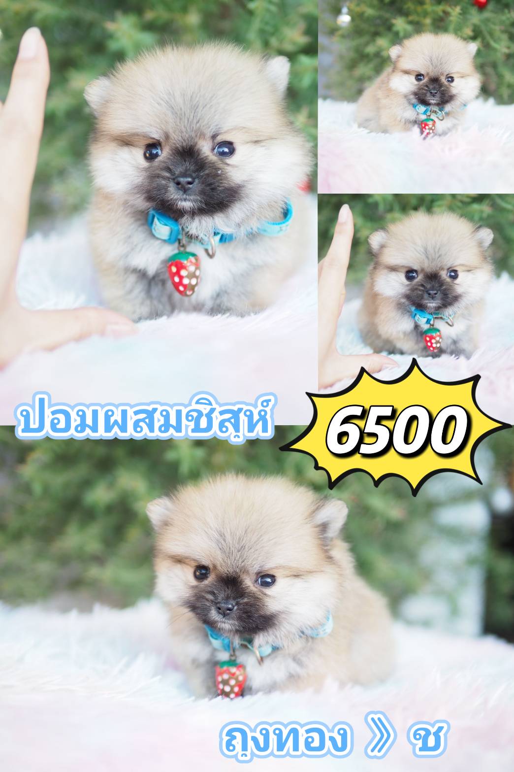 ชิสุ