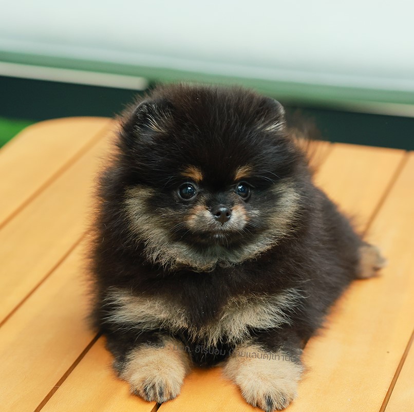 ปอมแท้ ปอมเมอเรเนียน HRF-68395 เพศชาย สีแบล็คแทน อายุ 2 เดือน หน้าตาน่ารัก ขาสั้...