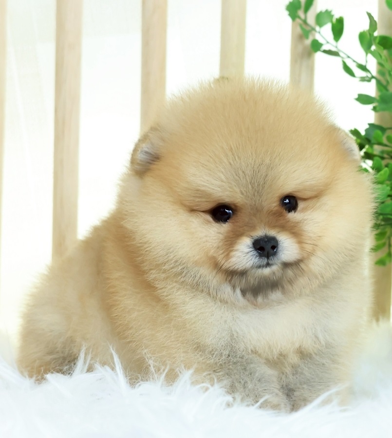 ปอมแท้ ปอมเมอเรเนียน HRM-68350 เพศชาย สีส้ม อายุ 2 เดือน หน้าตาน่ารัก ขาสั้น ขนแ...