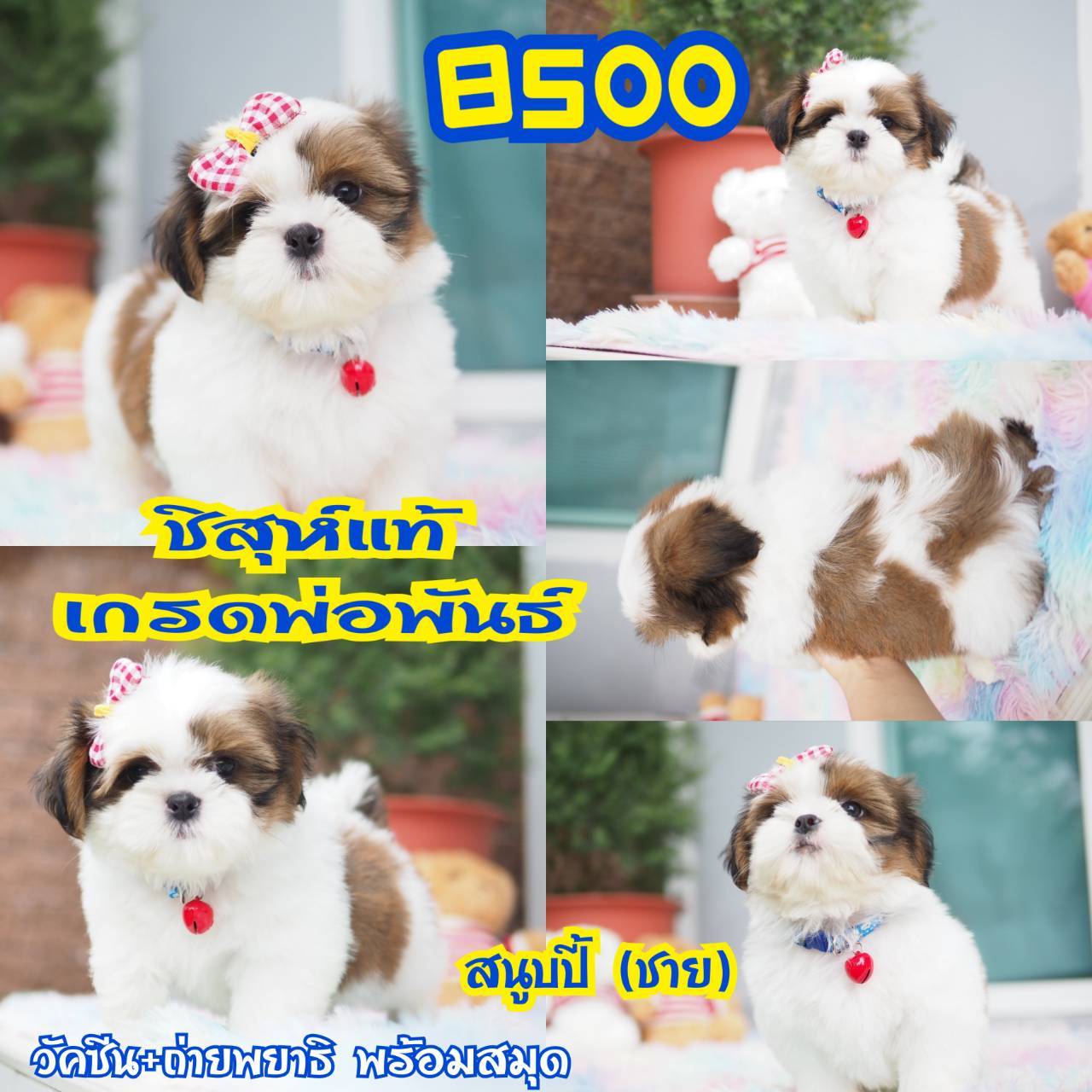 บ้านกิ๊ฟซ่า  มีสุดวัคซีน