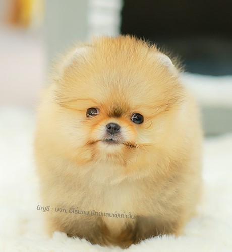 ปอมหน้าหมี ปอมแท้ ปอมเมอเรเนียน HRF-68754 เพศหญิง สีส้ม อายุ 2 เดือน ตัวเล็ก ขาส...