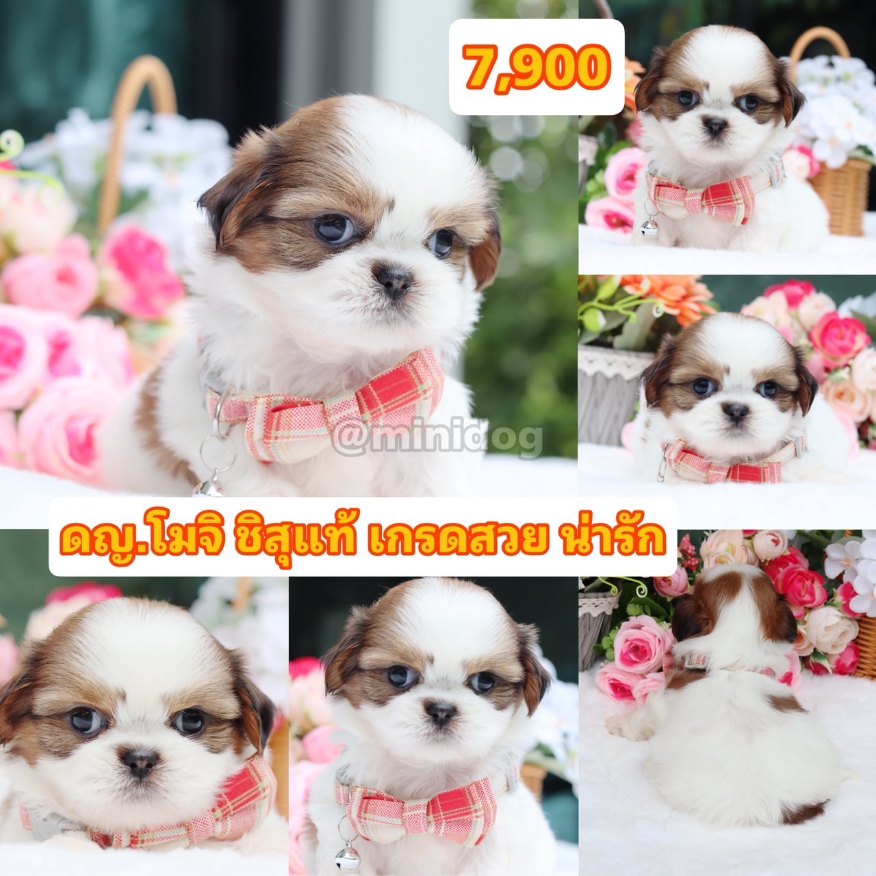 ชิสุแท้เกรดสวย