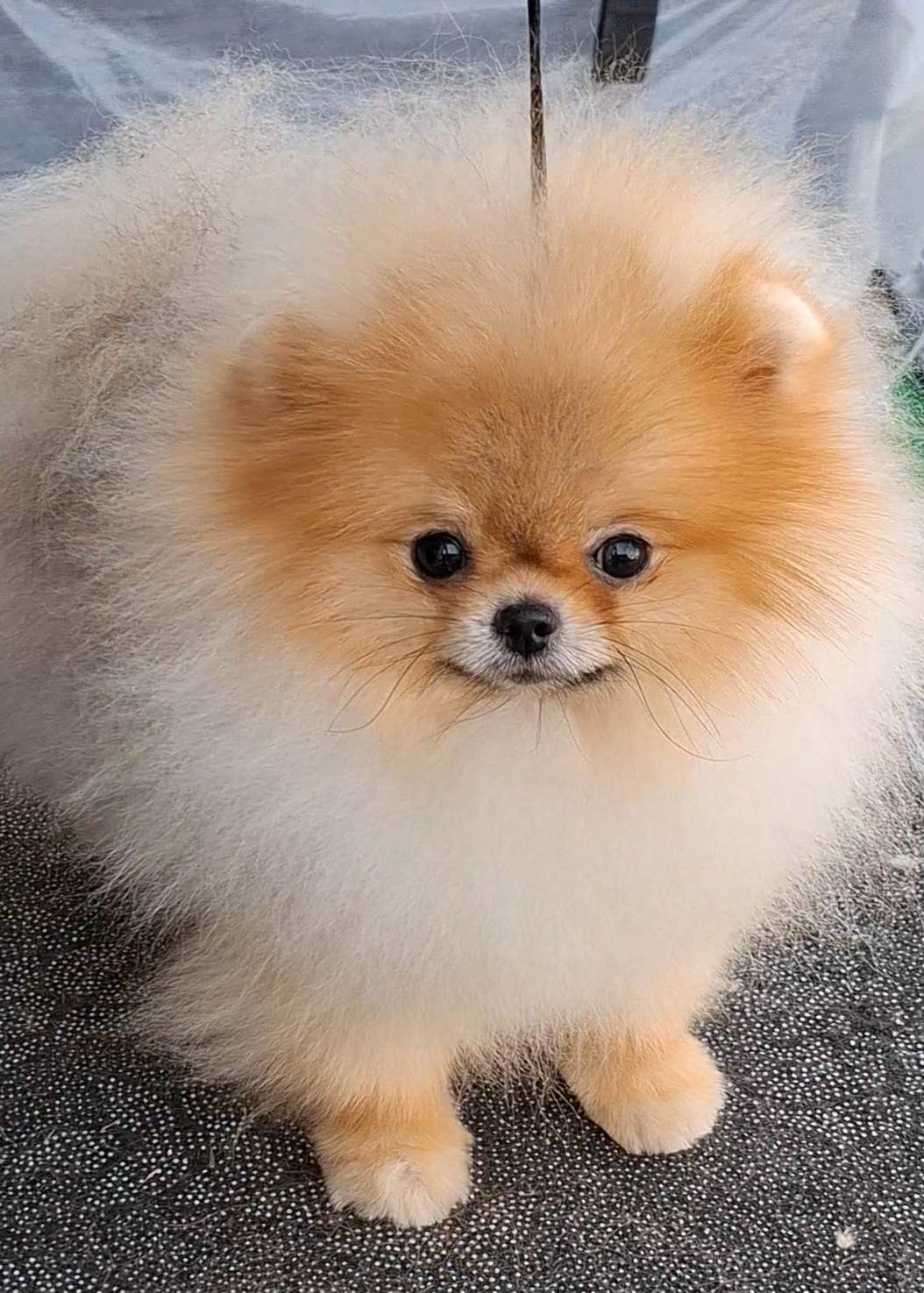 ปอมเพศผู้เกรดคุณภาพ