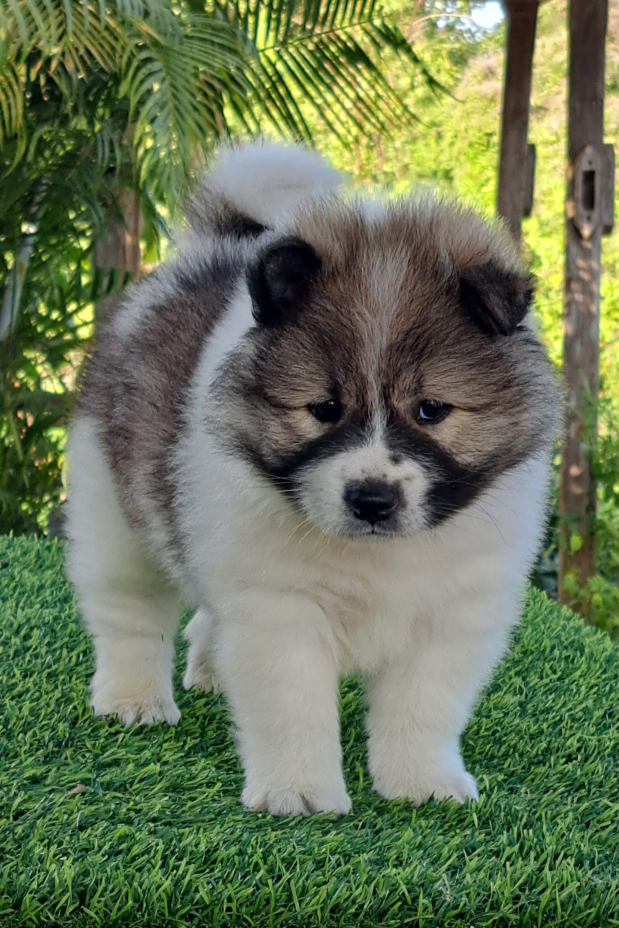 หาบ้านให้ลูกชาย สีขาว-เทา หน้าตาหน้ารัก มีใบ สายเลือดแชมป์ โทร.0818886335