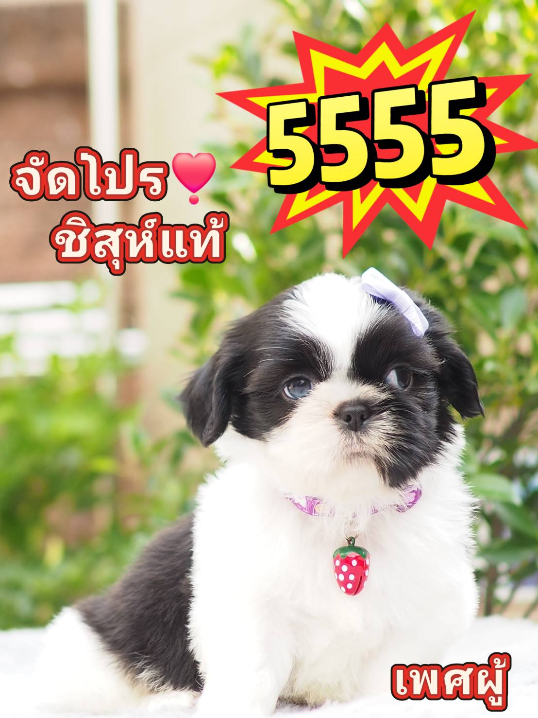 Shihtzu 》》》 5500