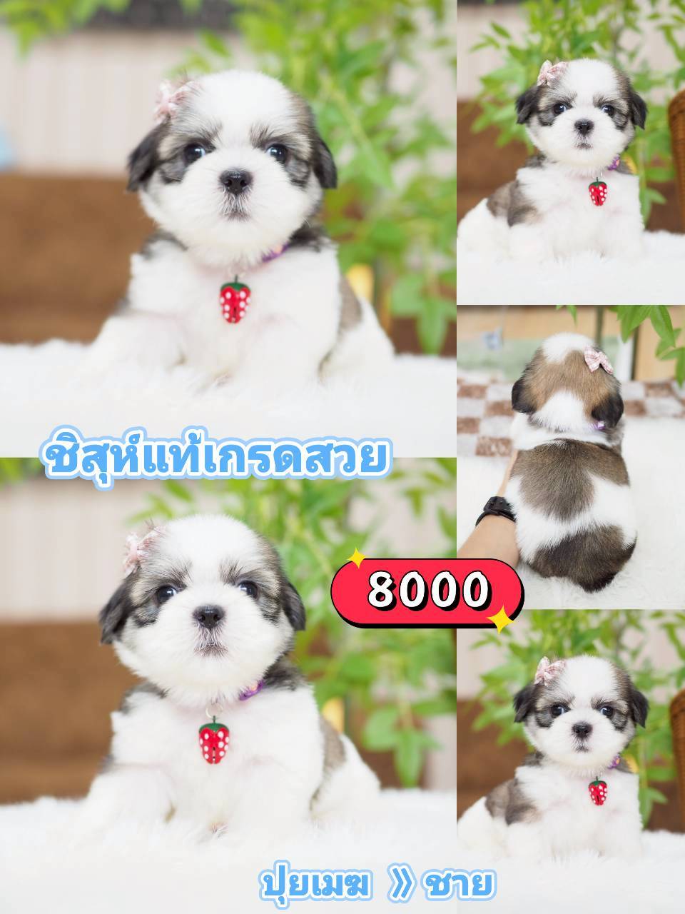 กิ๊ฟซ่าชิสุ ลดได้ จร้า