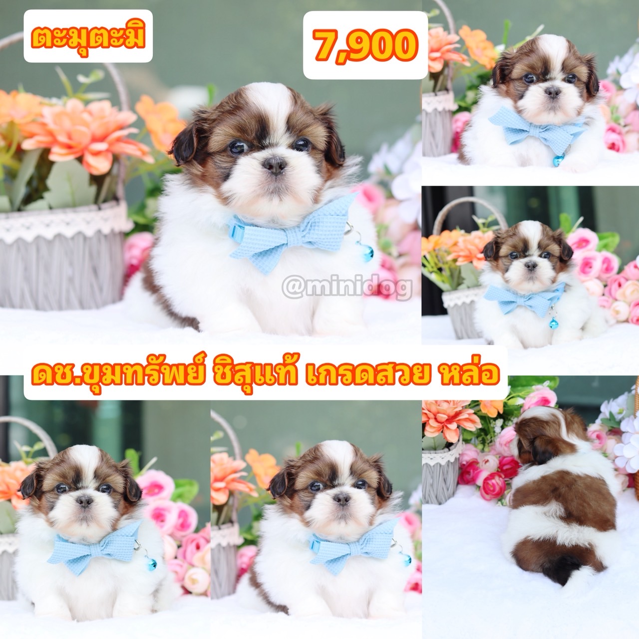 ชิสุแท้เกรดสวย