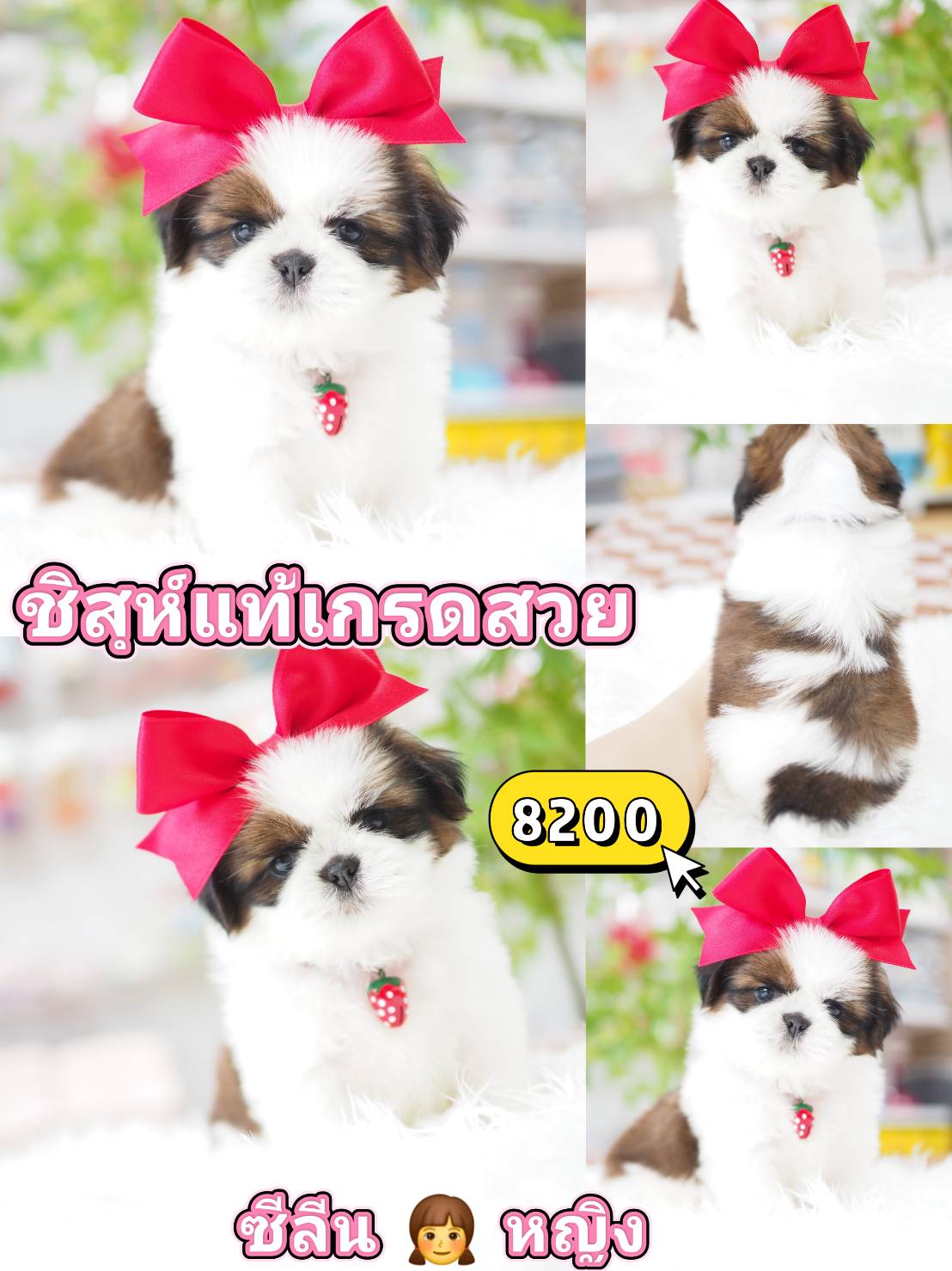 Shihtzu