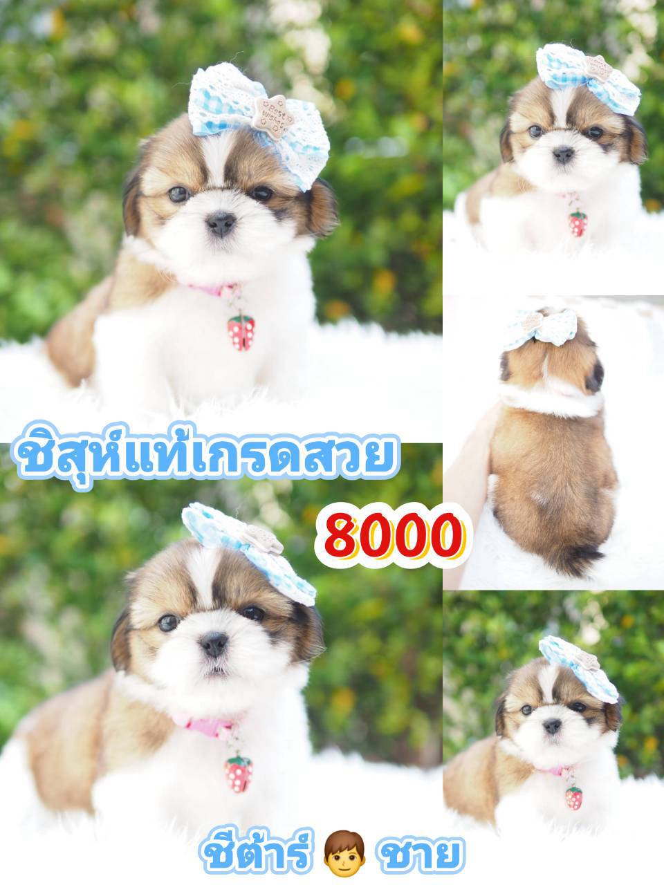 กิ๊ฟซ่า